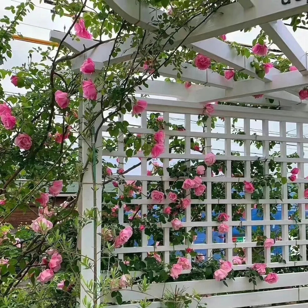 少女的梦里有大海有日落有蝉鸣不止的盛夏和永不凋零的鲜花