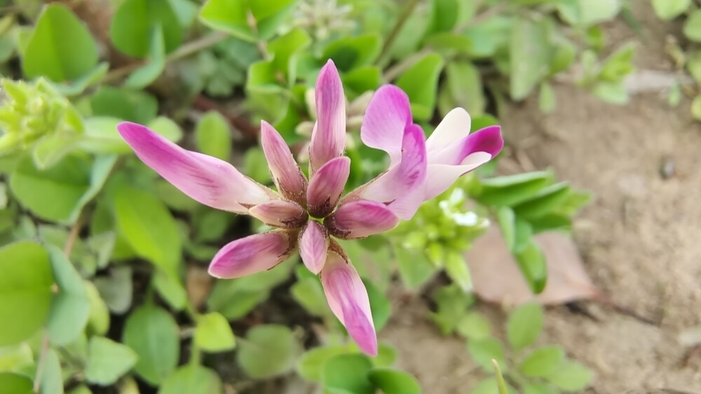 吉安随拍：花花草草之紫云英