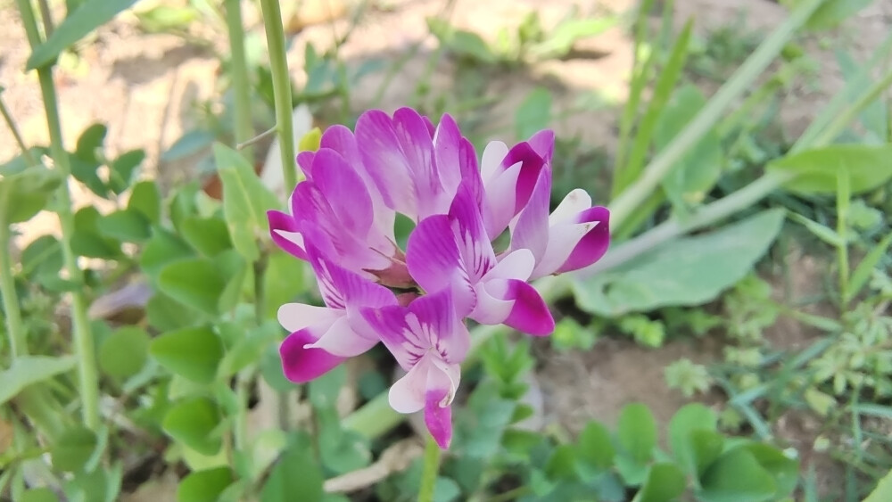 吉安随拍：花花草草之紫云英