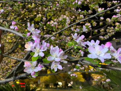 凌晨四点海棠花未眠