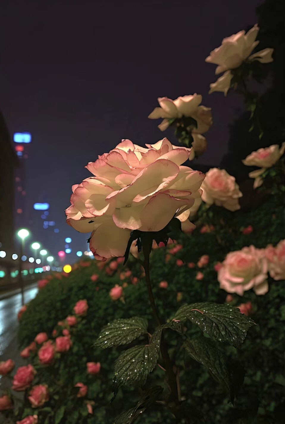 一个女生嫁错人后最大的代价,根本不是离婚和
贫穷.而是一颗想要过好却不断被消磨磨的心.再
也燃烧不起对生活的希望。