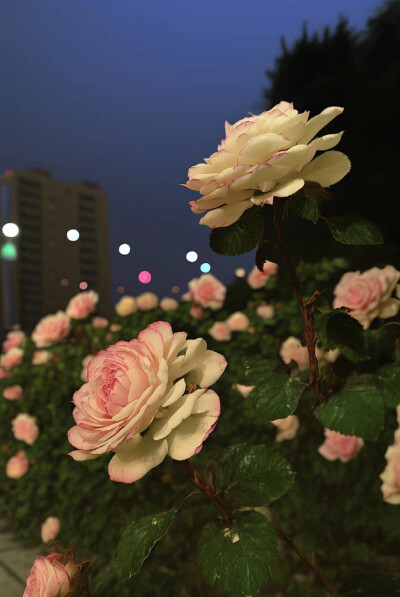 一个女生嫁错人后最大的代价,根本不是离婚和
贫穷.而是一颗想要过好却不断被消磨磨的心.再
也燃烧不起对生活的希望。