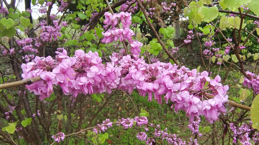 吉安赏花：春雨滋润的紫荆花分外艳