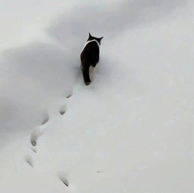 雪落下的声音。