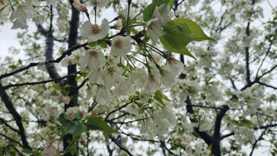 吉安赏花：春雨滋润的樱花清新柔媚