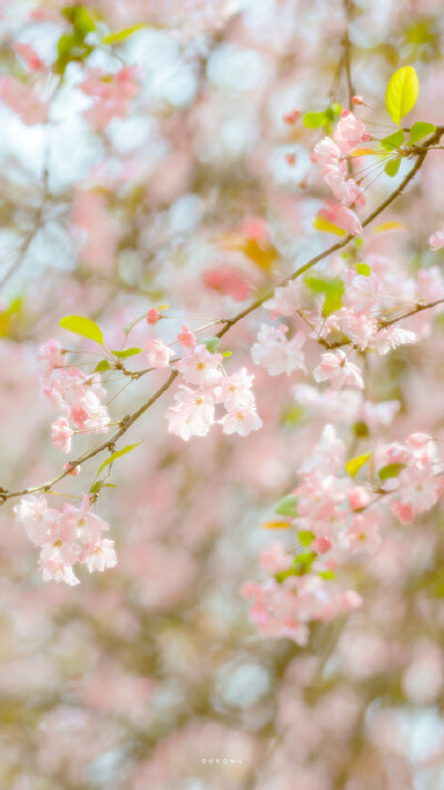 春日樱花壁纸