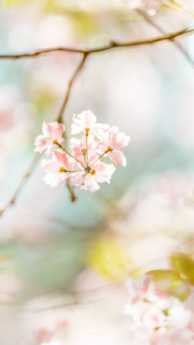 春日樱花壁纸