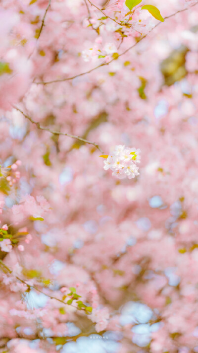 春日樱花壁纸