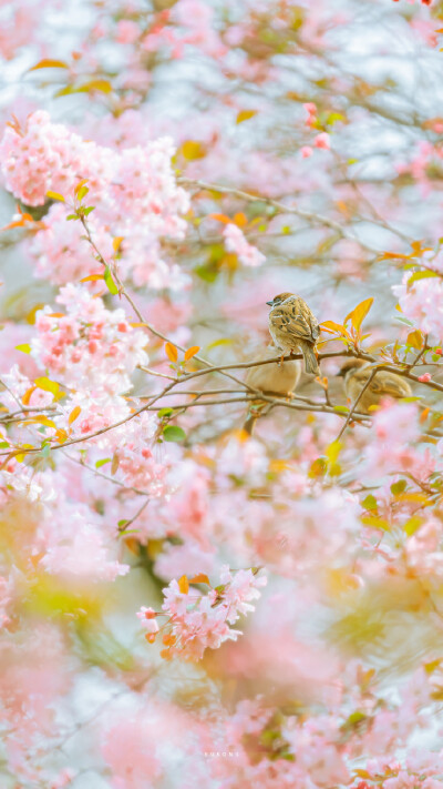 春日樱花壁纸