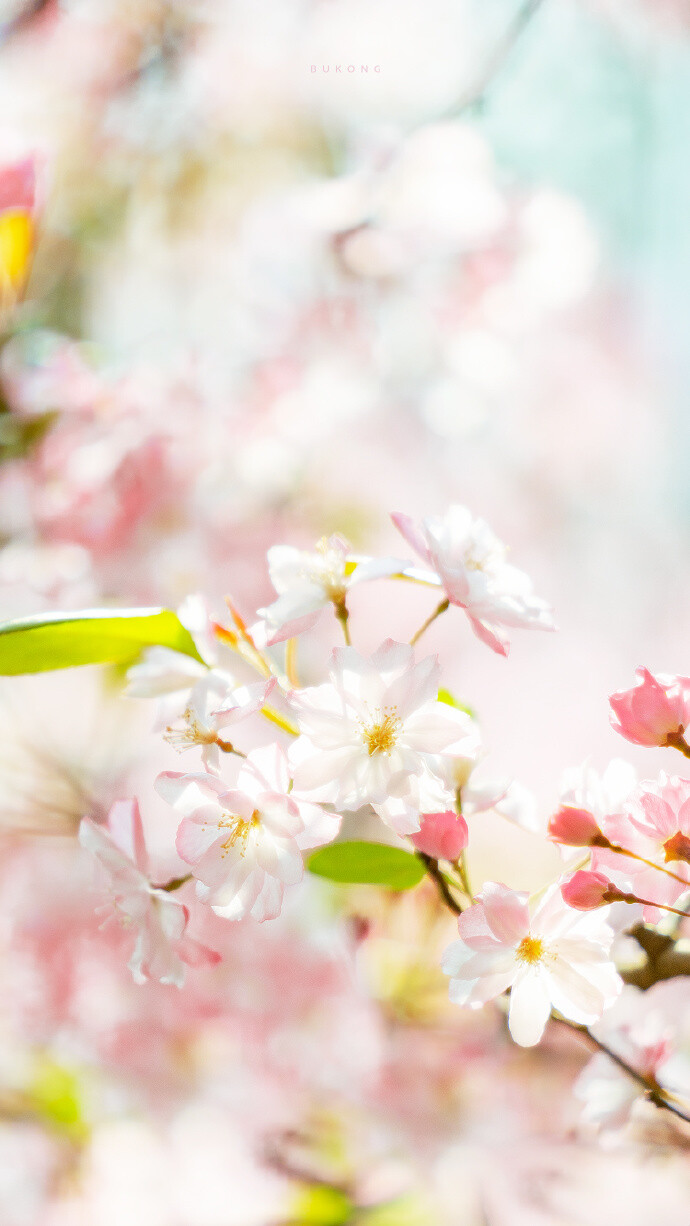 春日樱花壁纸