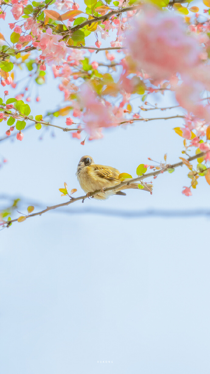 春日樱花壁纸