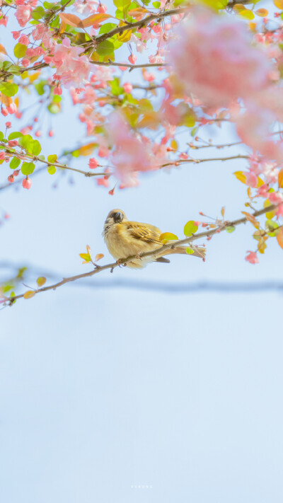 春日樱花壁纸