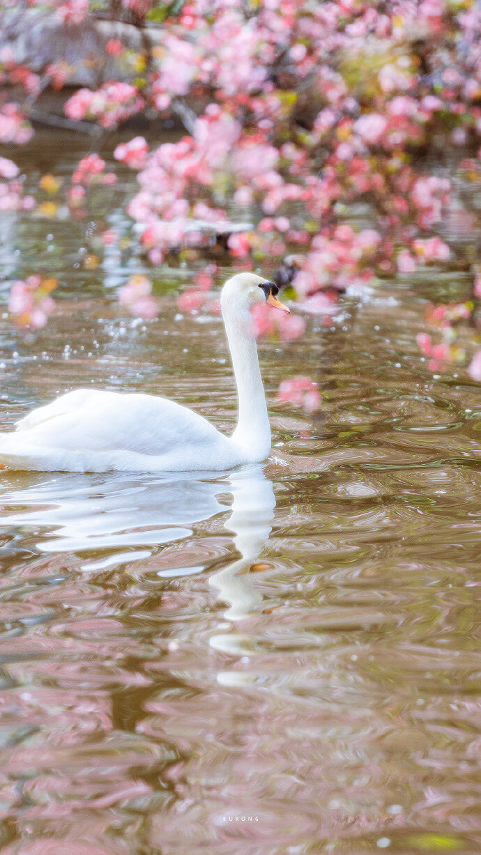 春日樱花壁纸