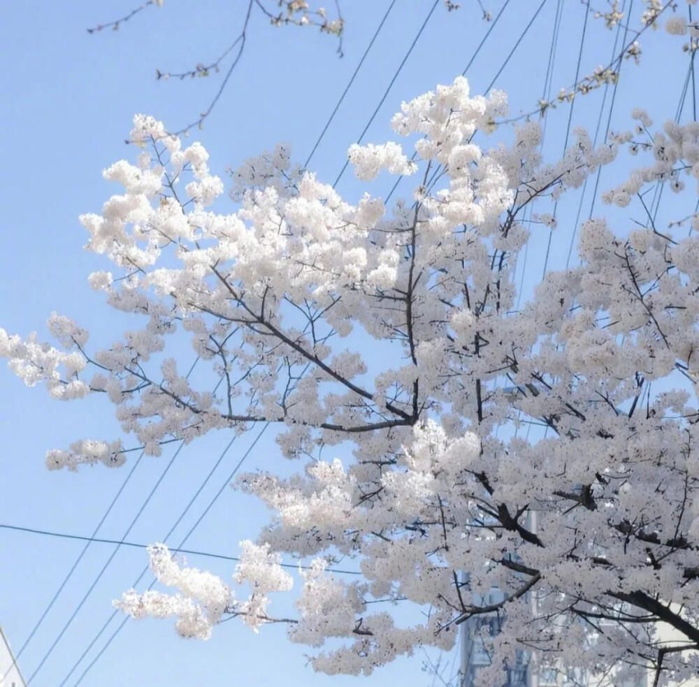 背景（花期到了）