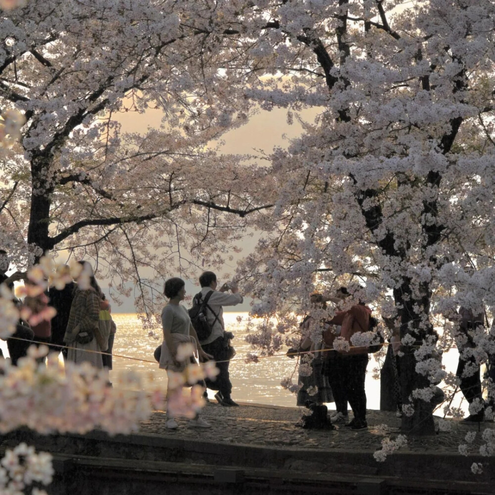 背景（花期到了）