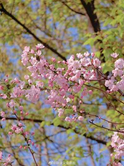 且将春色付海棠