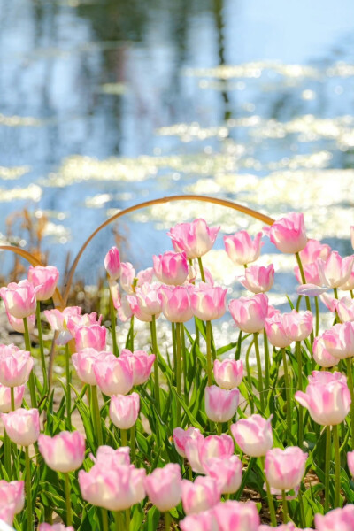 会发光的郁金香
梦幻温柔奶油粉
摄影师:叫我孔先森吧