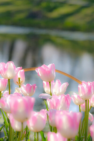 会发光的郁金香
梦幻温柔奶油粉
摄影师:叫我孔先森吧