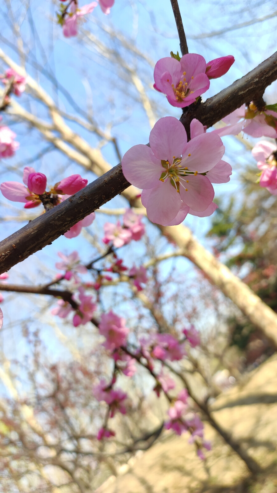 春日壁纸