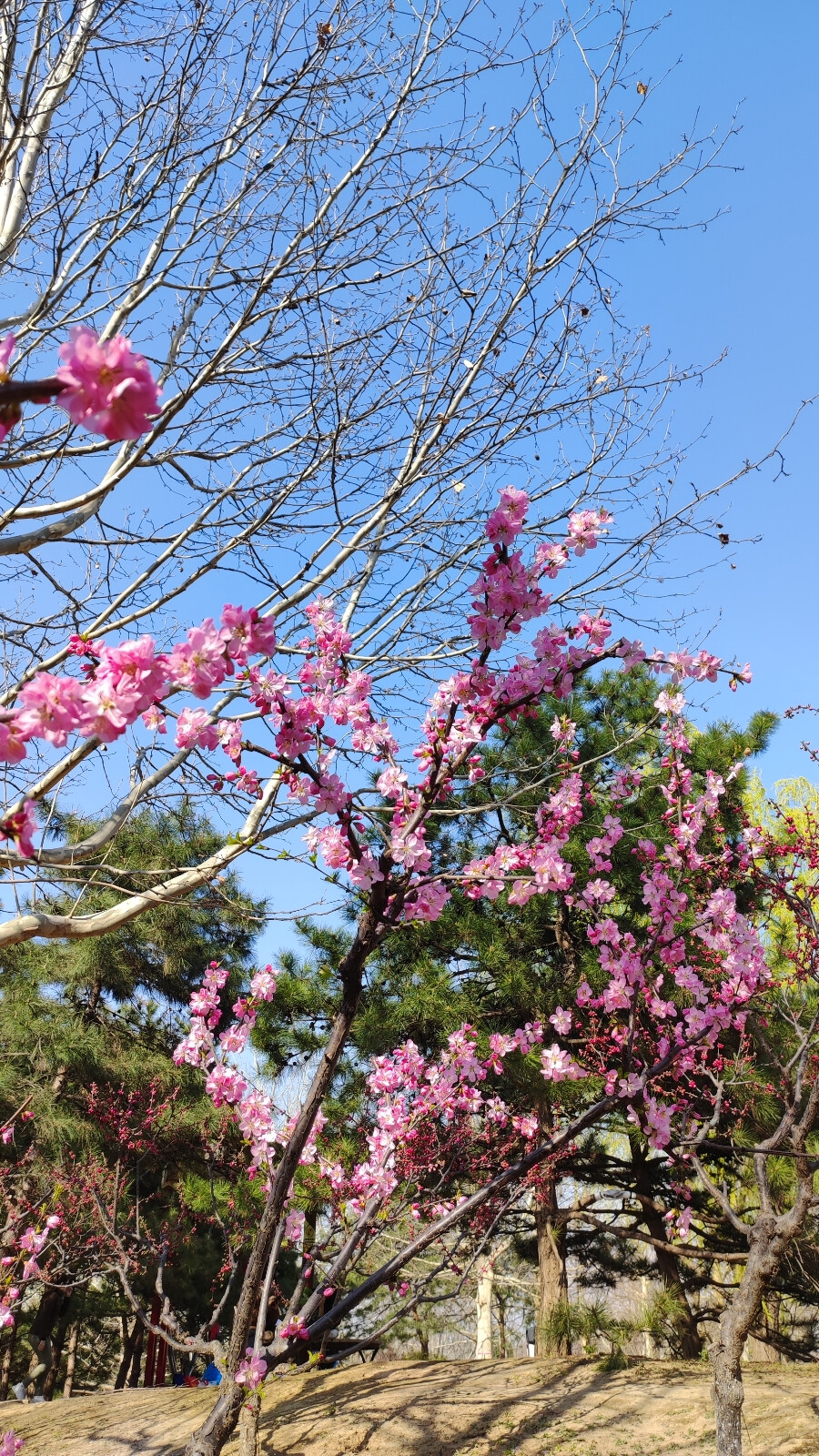 春日壁纸