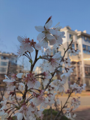 “花会重开，不同的春天来了又来”