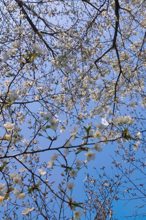 “花会重开，不同的春天来了又来”