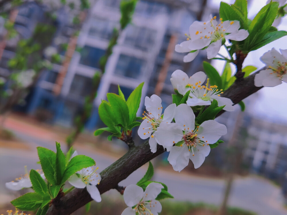 “花会重开，不同的春天来了又来”