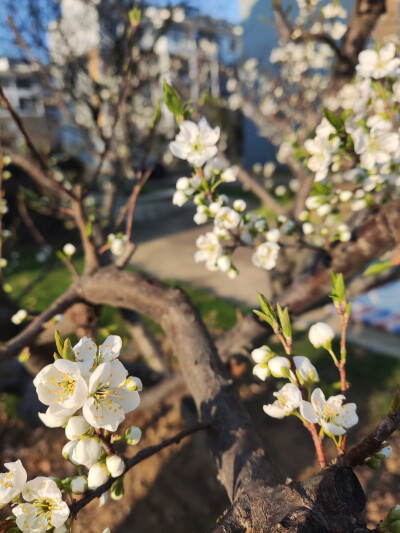 “花会重开，不同的春天来了又来”