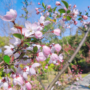 “花会重开，不同的春天来了又来”