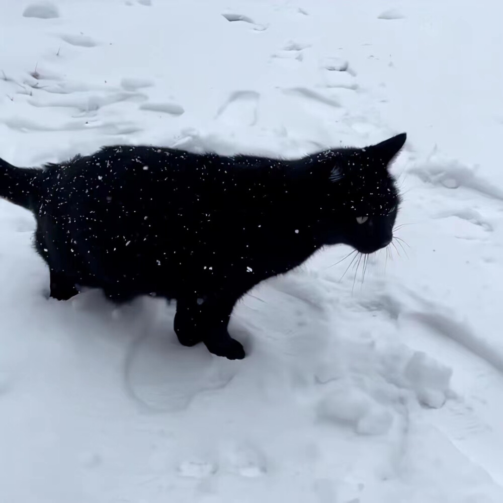 小众头像 猫咪