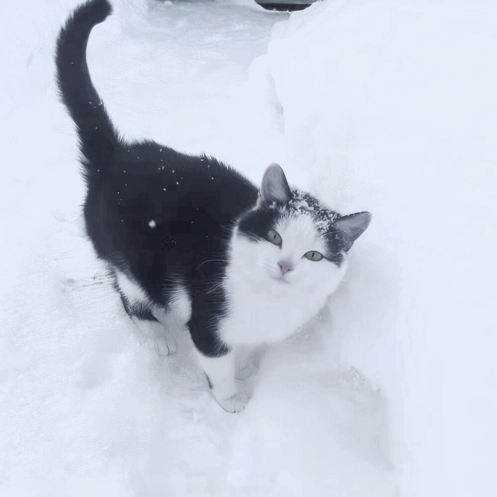 小众头像 猫咪