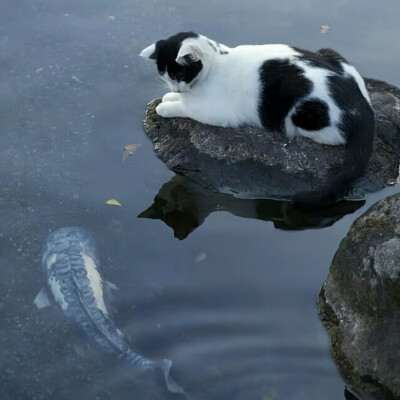 小众头像 猫咪