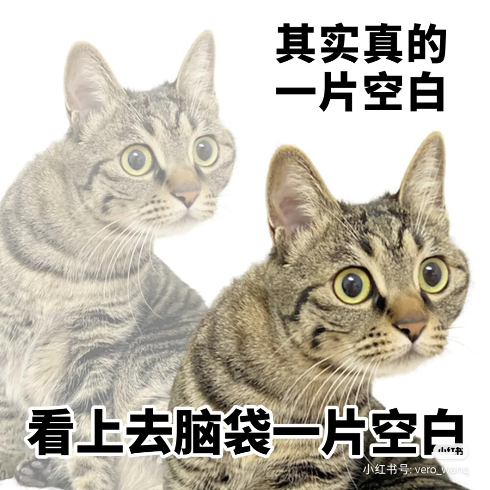 表情包