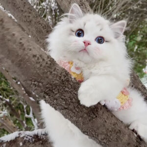 ♡动物头像