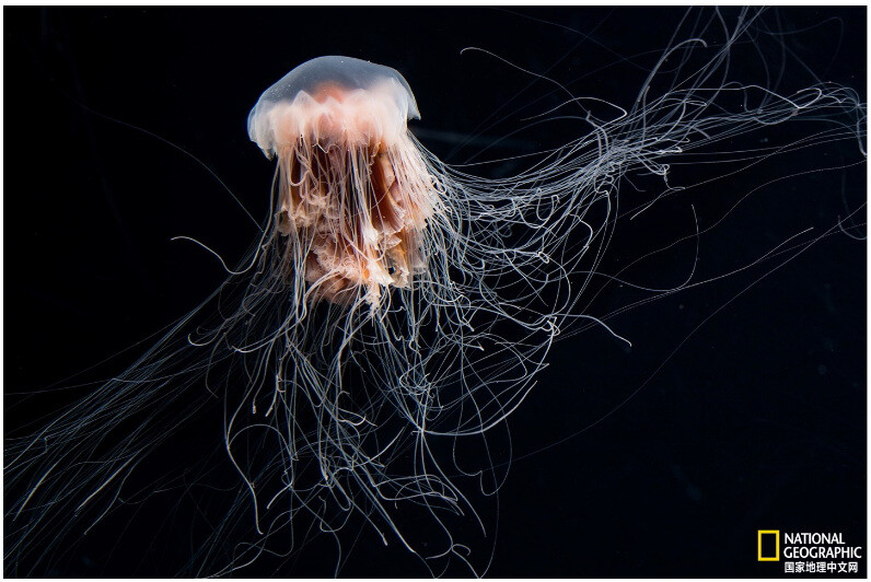 狮鬃水母
动物蜇人是为了保护自己、捕捉猎物。动物身上螯刺的结构异常复杂巧妙。浮游生物的震动诱使狮鬃水母打开身上的刺丝囊，使之刺入浮游生物。摄影：David Liittschwager
