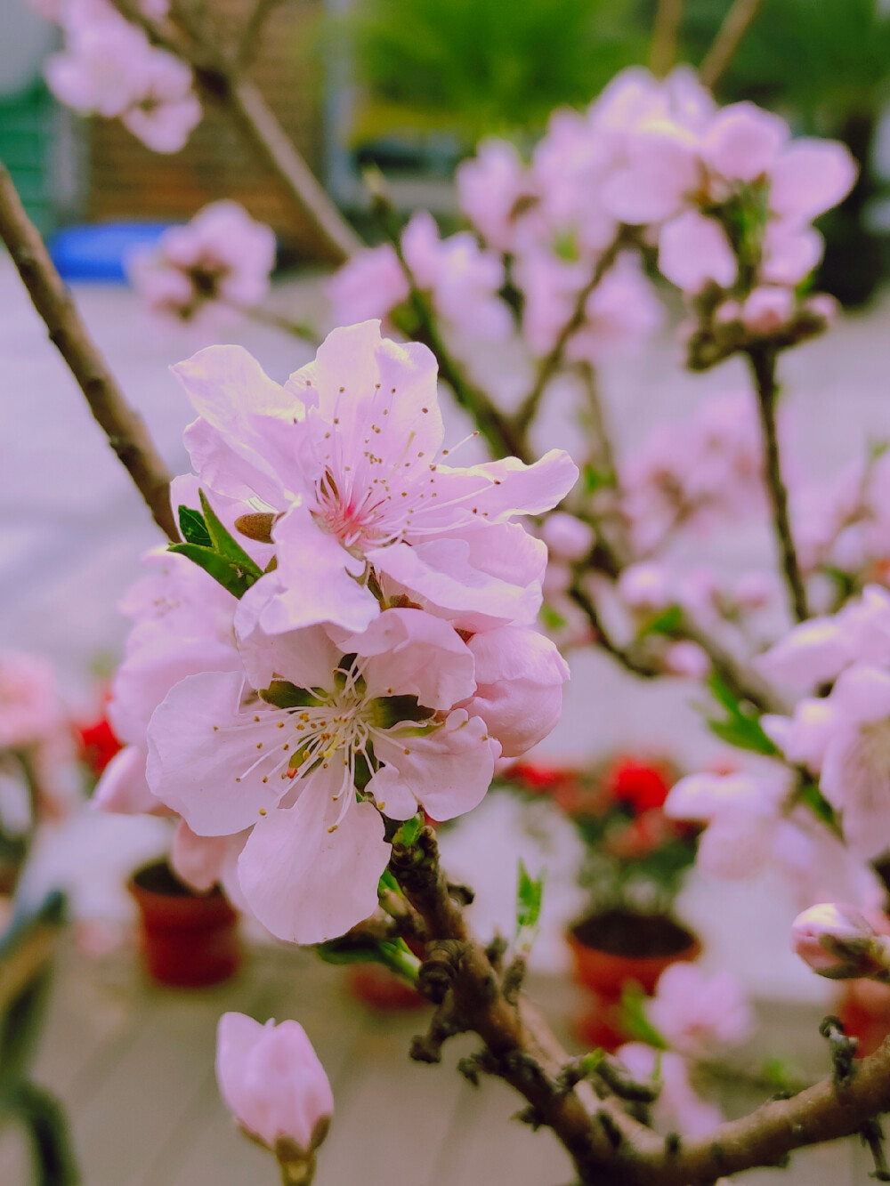 开动售卖春天的小火车咯，隔着屏幕都能感受到春天甜甜的恋爱味道