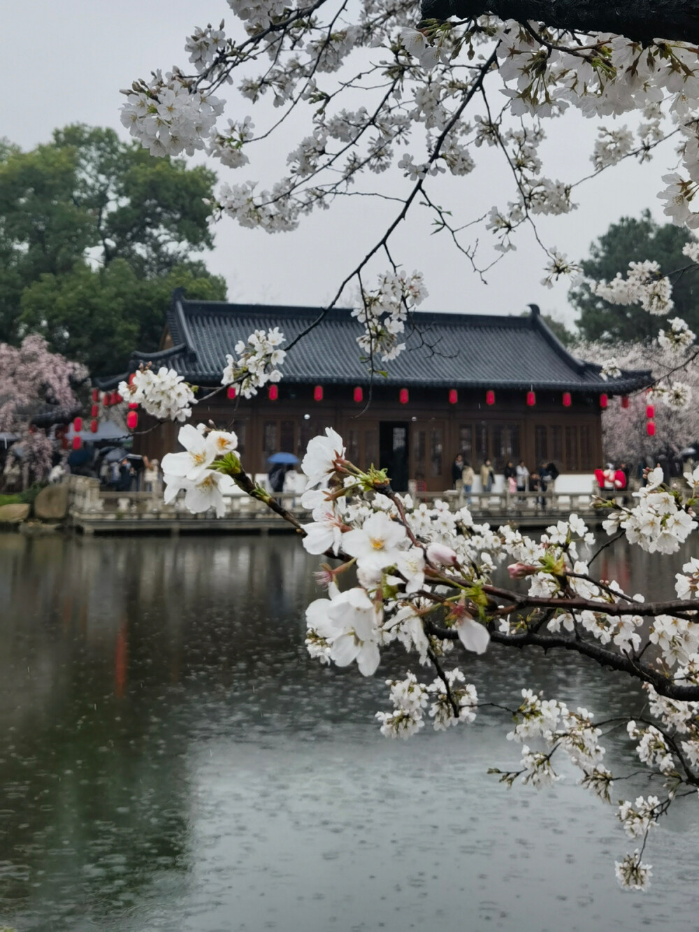 东湖樱花
只能说只有樱花让这三天值得