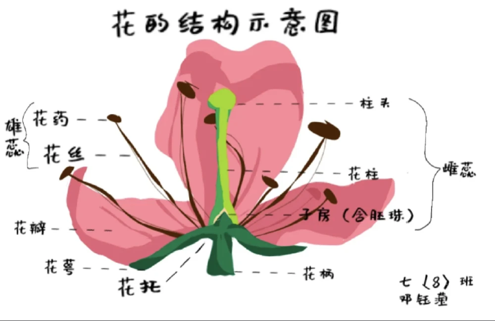 花朵的结构及功能图解图片