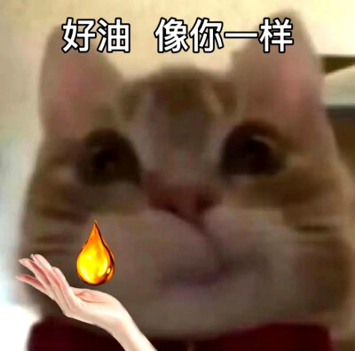 歪嘴小猫表情包
像你一样表情包