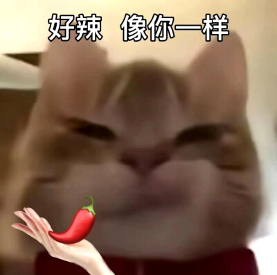 歪嘴小猫表情包
像你一样表情包