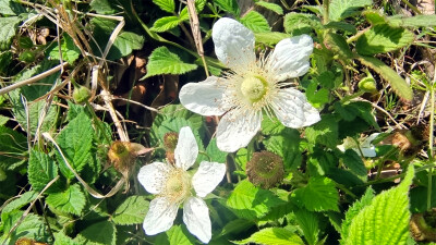 吉安随拍：花花草草之蓬蘽