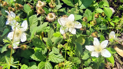 吉安随拍：花花草草之蓬蘽