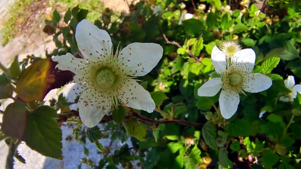 吉安随拍：花花草草之蓬蘽