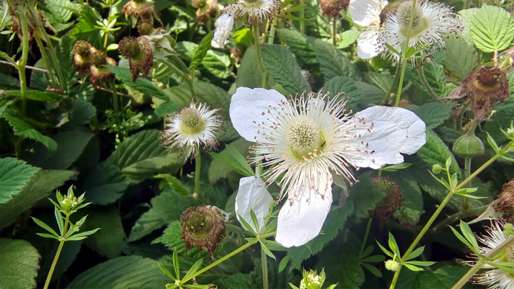 吉安随拍：花花草草之蓬蘽