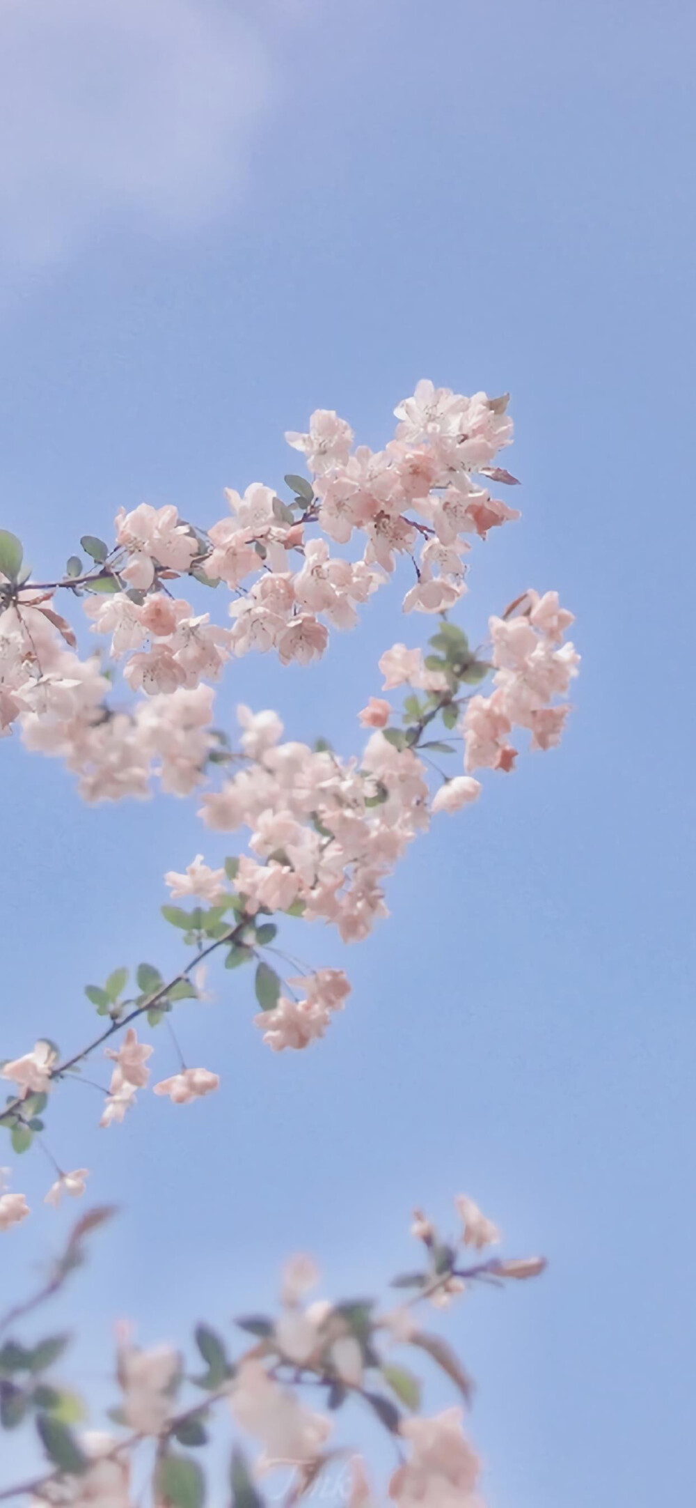 春日清新桃花壁纸