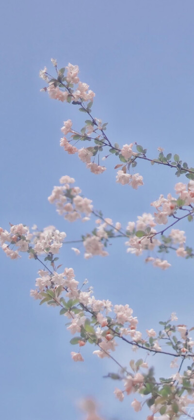 春日清新桃花壁纸