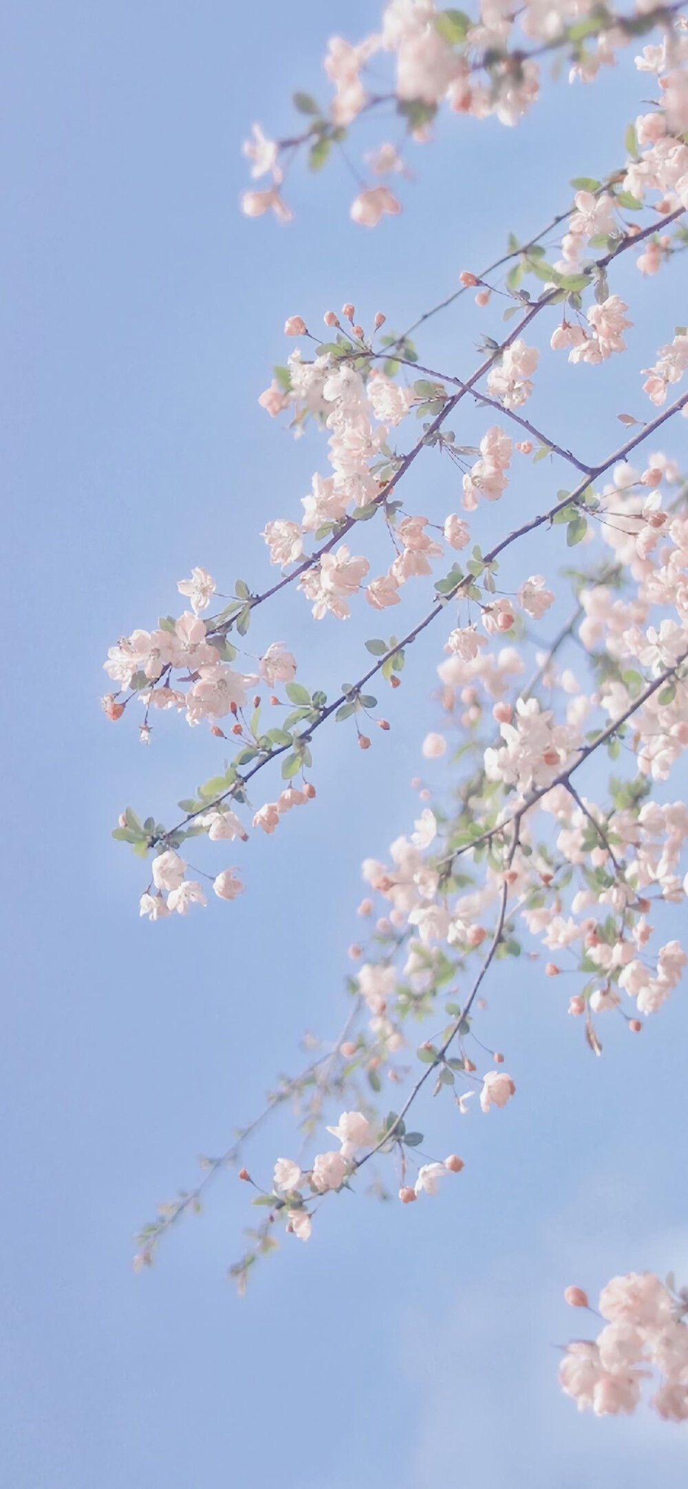 春日清新桃花壁紙