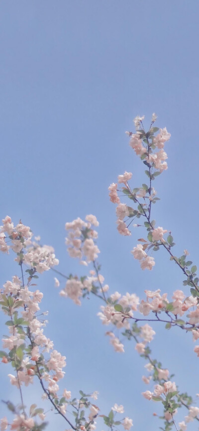 春日清新桃花壁纸