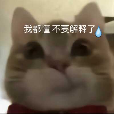 沙雕小猫头像