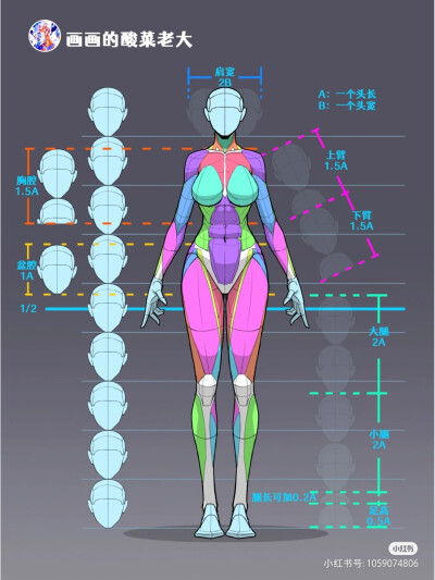 人体结构
图源：小红书 画画的酸菜老大
